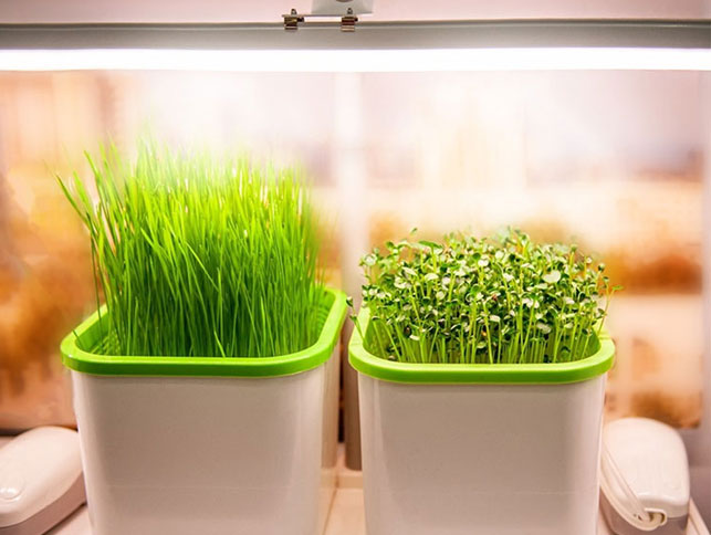 Onko Grow Lamp for Plants haitallinen ihmisille?