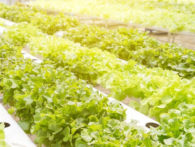 Best Grow Lights for Salate
