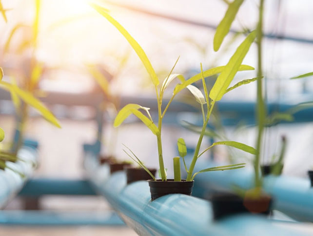 Auttavatko UV-valot kasveja kasvamaan