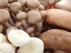 Mushroom Grow Light